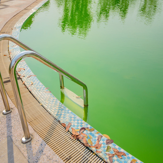 Algen im Schwimmbecken bekaempfen